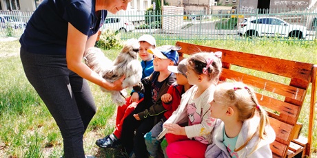 Powiększ grafikę: Warsztaty edukacyjne - "Silkolandia"- hodowla kur egzotycznych