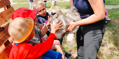 Powiększ grafikę: Warsztaty edukacyjne - "Silkolandia"- hodowla kur egzotycznych